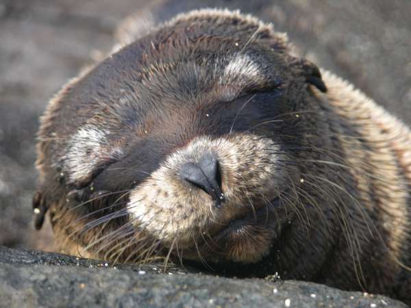 Galapagos Sea Lion